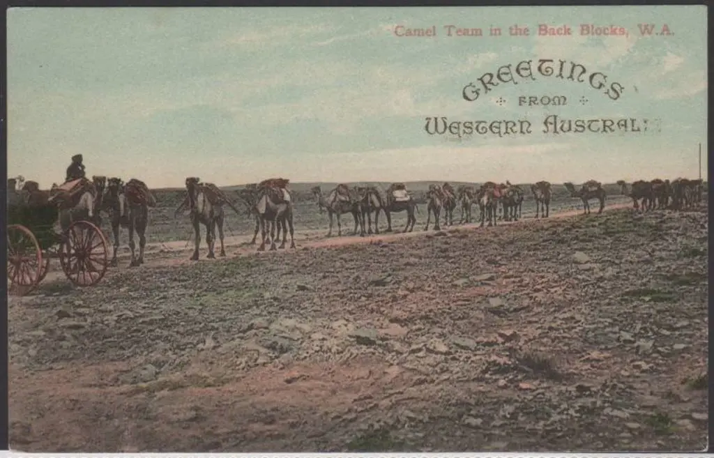 "Camel Teams in the Back Blocks, WA" & " Greetings ... Image 1++