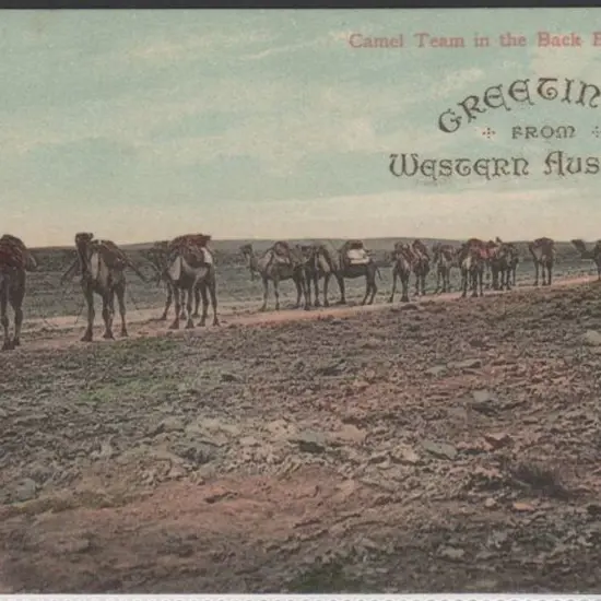 "Camel Teams in the Back Blocks, WA" & " Greetings ...