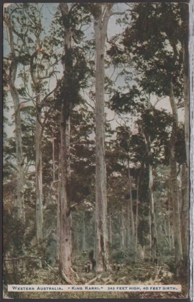 "King Karri 242 feet high, 40 feet girth" ... Image 1++