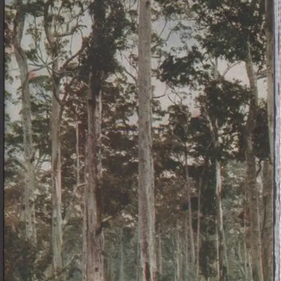 "King Karri 242 feet high, 40 feet girth" ...