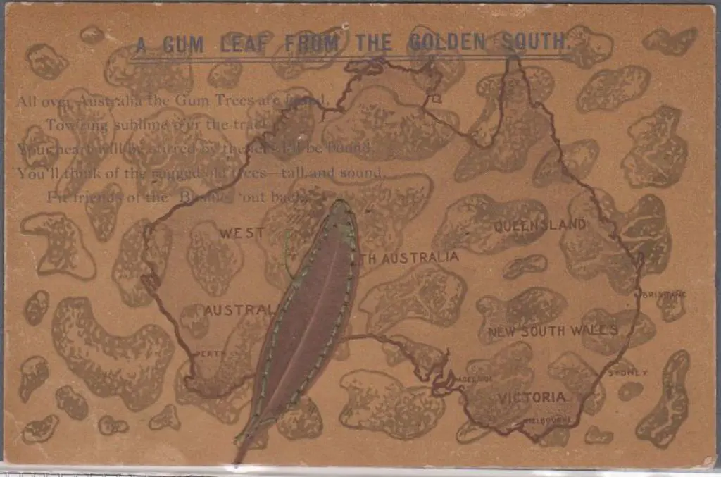 1907 "A Gum Leaf from the Golden South with actual ... Image 1++