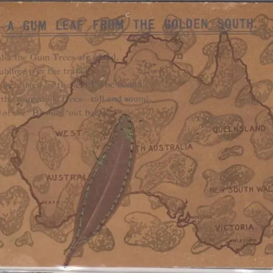 1907 "A Gum Leaf from the Golden South with actual ...