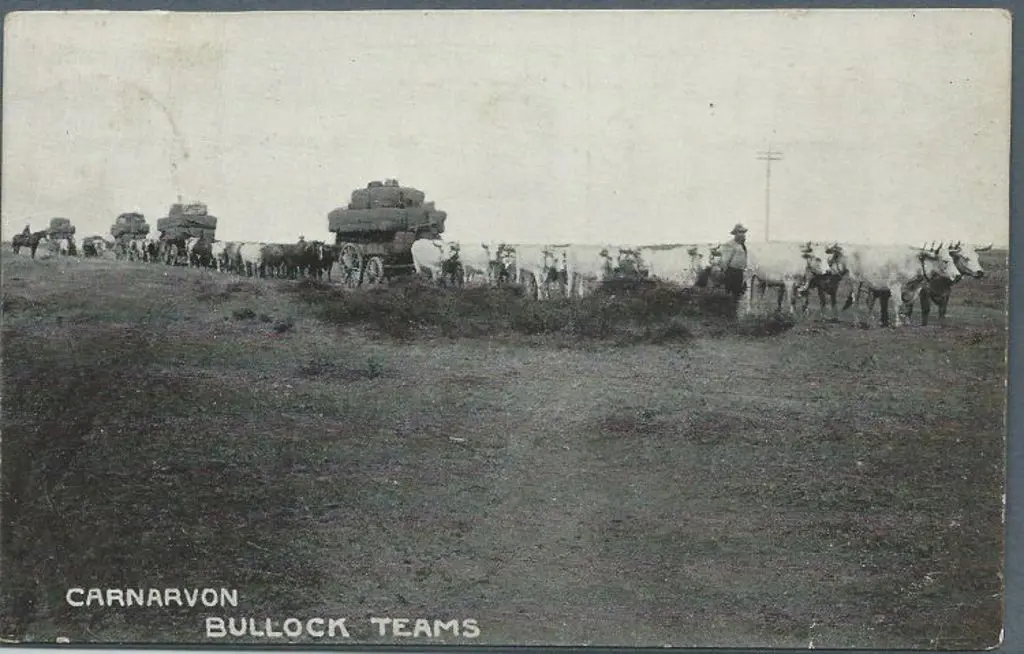 "Carnarvon Bullock Teams". Anonymous b&w used ... Image 1++