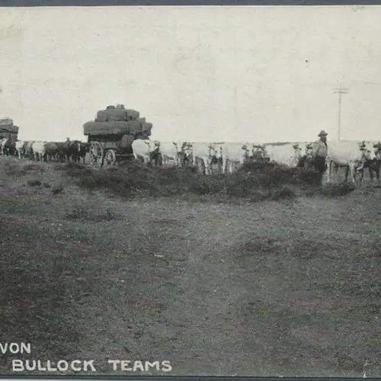 "Carnarvon Bullock Teams". Anonymous b&w used ...