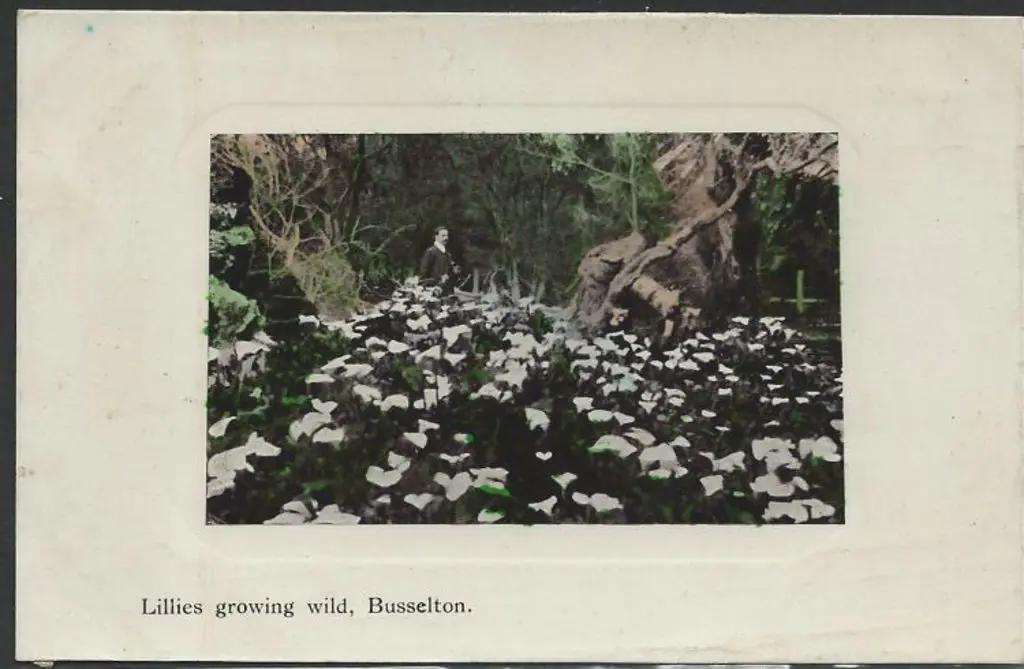 "Lillies Growing Wild, Busselton".  Handing + ... Image 1++
