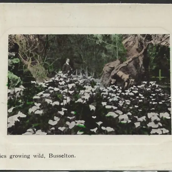 "Lillies Growing Wild, Busselton".  Handing + ...