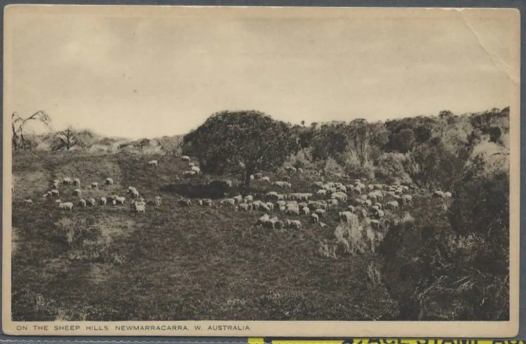 "On The Sheep Hills Newmarracarra W. Australia" ... Image 1++