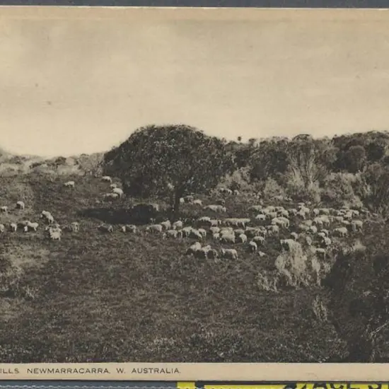 "On The Sheep Hills Newmarracarra W. Australia" ...