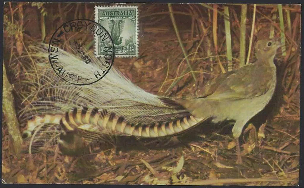 1960 (5th Jan) 1/- Lyrebird on Lyrebird ... Image 1++