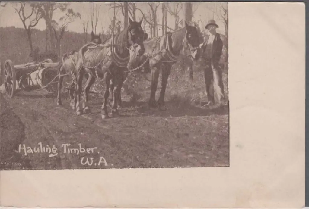 "Hauling Timber, W.A." sepia & white (Daily News). ... Image 1++