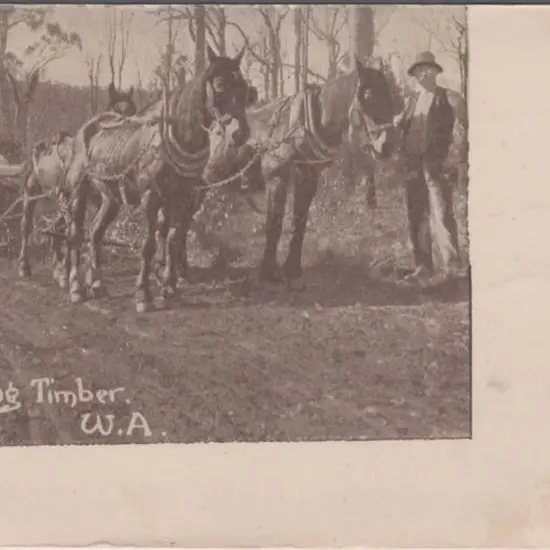 "Hauling Timber, W.A." sepia & white (Daily News). ...