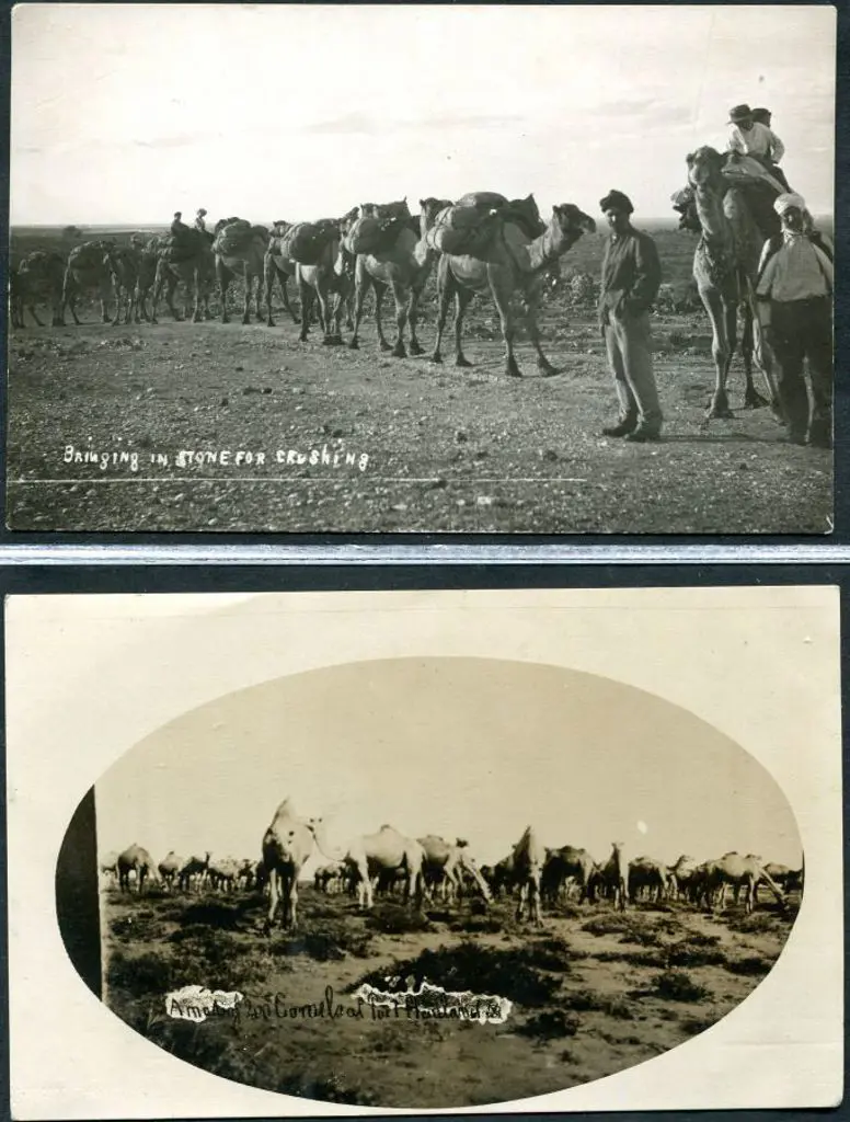 Empire "A mob of 200 camels at Port ... Image 1++