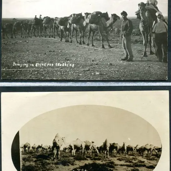 Empire "A mob of 200 camels at Port ...