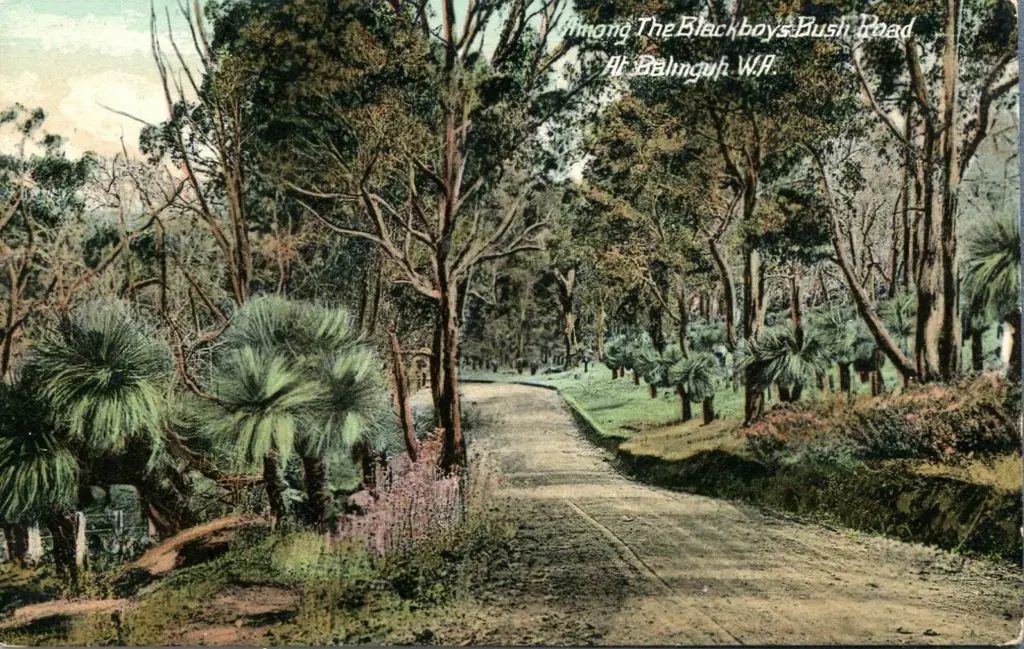 "Among the Blackboys Bush Road at Balingup, ... Image 1++