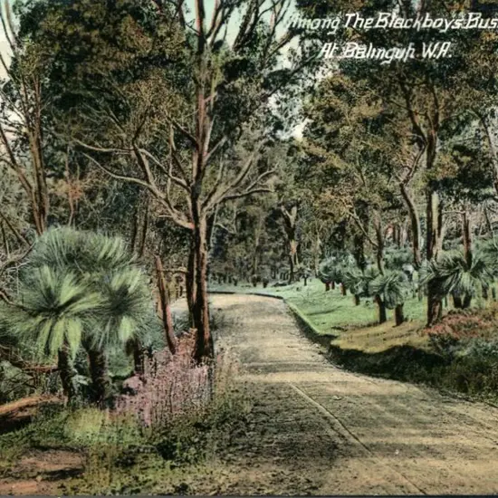 "Among the Blackboys Bush Road at Balingup, ...