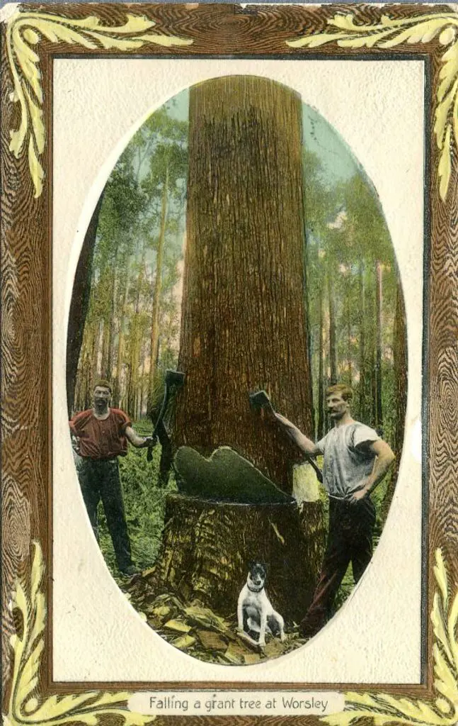 MS (logo) "Falling a grant tree at ... Image 1++