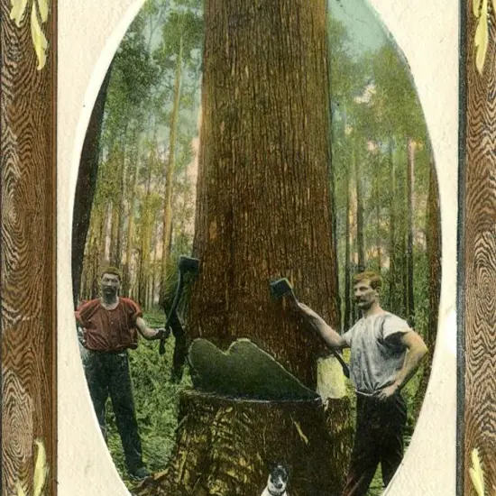MS (logo) "Falling a grant tree at ...