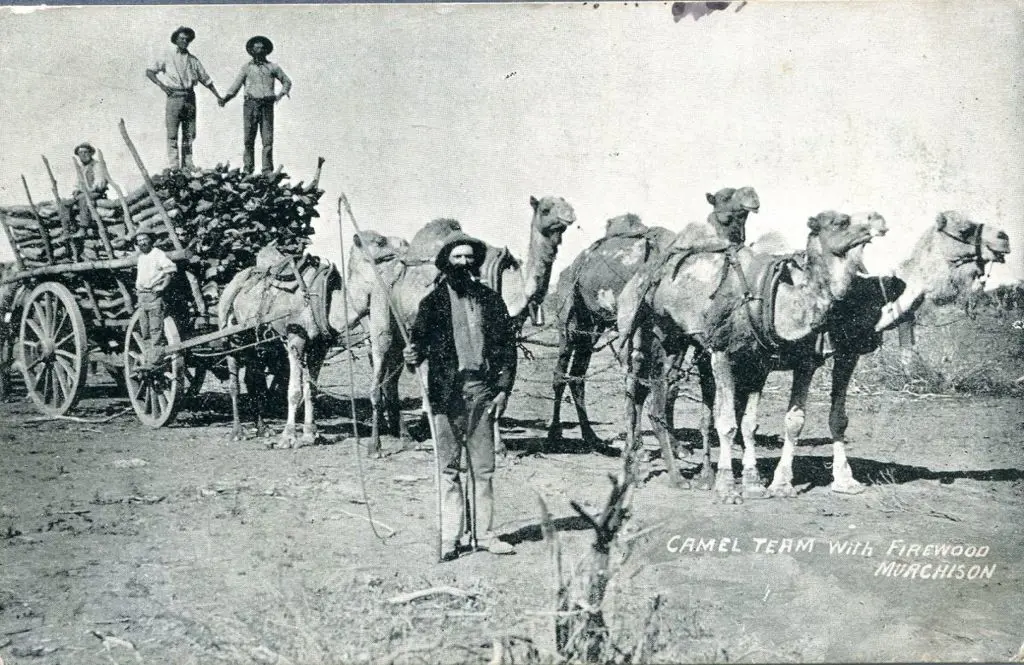 Perfection Series "Camel Team with Firewood, ... Image 1++