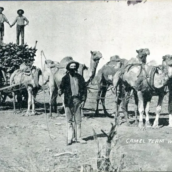 Perfection Series "Camel Team with Firewood, ...