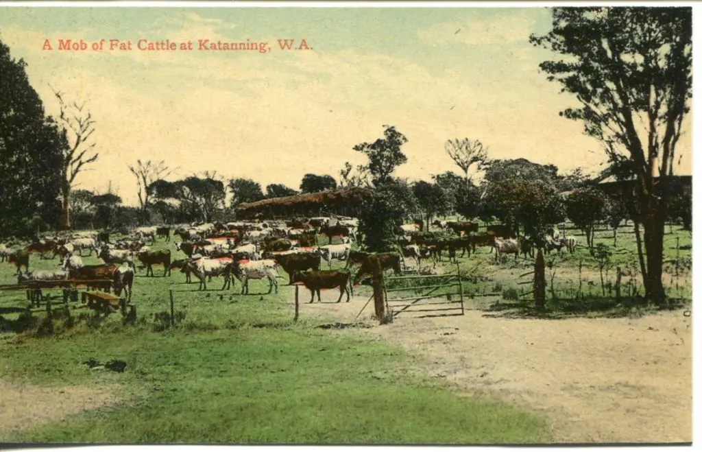 "A Mob of Fat Cattle at Katanning, W.A." Falk ... Image 1++