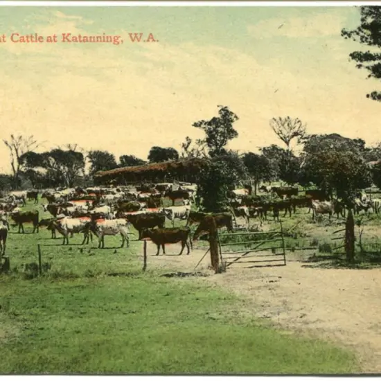 "A Mob of Fat Cattle at Katanning, W.A." Falk ...