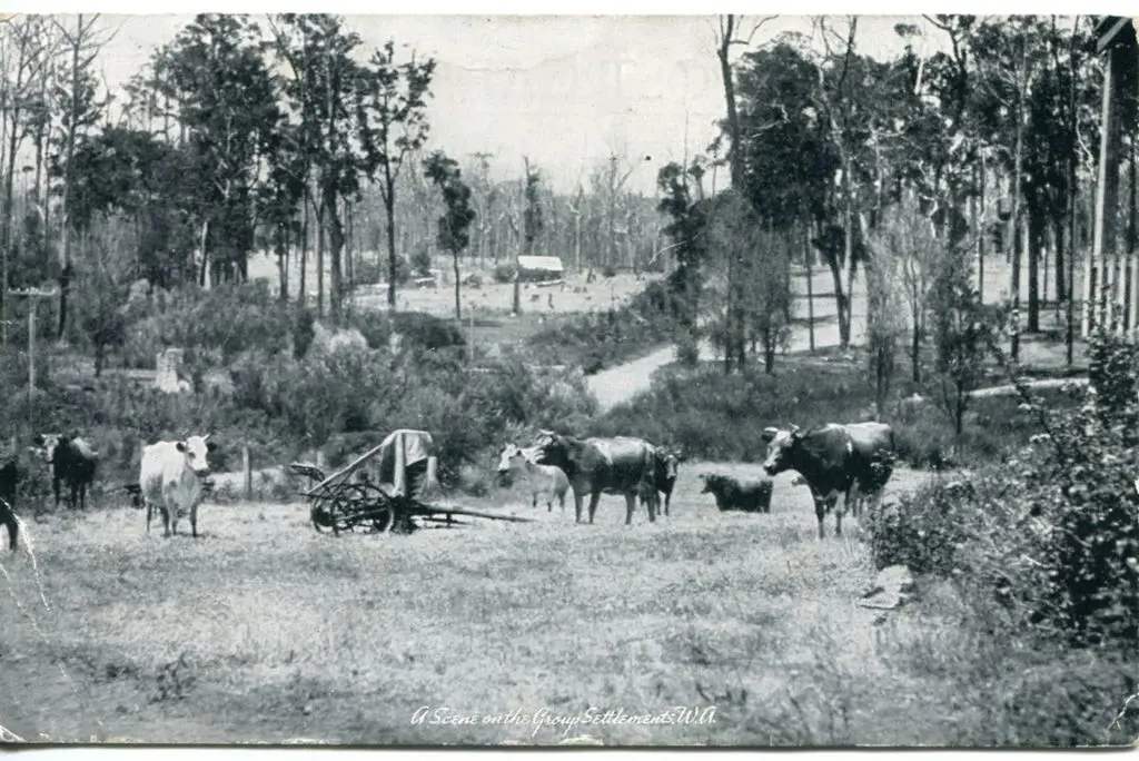 "A Scene on the Group Settlements, WA" b&w card ... Image 1++
