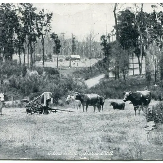 "A Scene on the Group Settlements, WA" b&w card ...