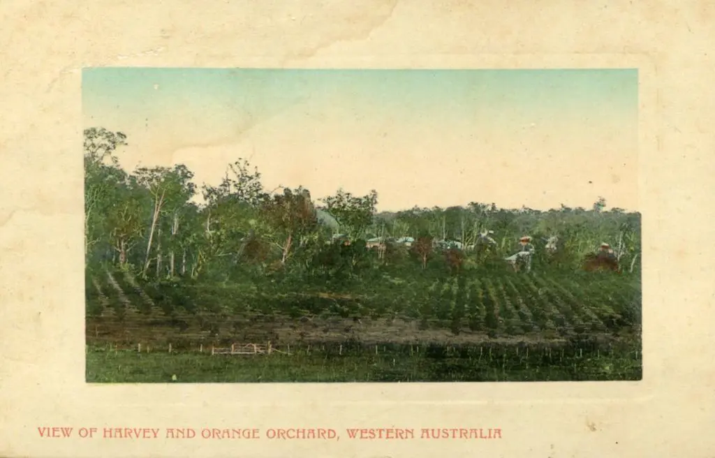 "View of Harvey and Orange Orchard, Western ... Image 1++