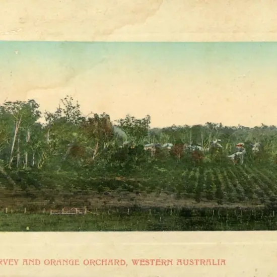 "View of Harvey and Orange Orchard, Western ...