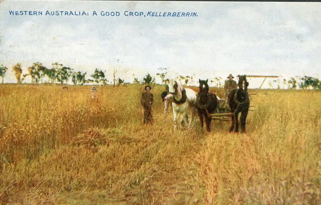 "Western Australia: A Good Crop, Kellerberrin." ... Image 1++