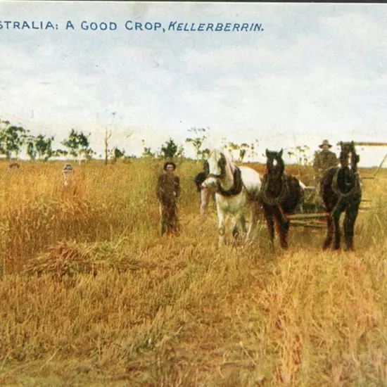 "Western Australia: A Good Crop, Kellerberrin." ...