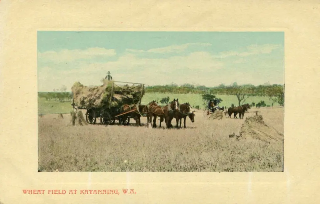 "Wheat Field at Katanning, W.A." framed colour ... Image 1++
