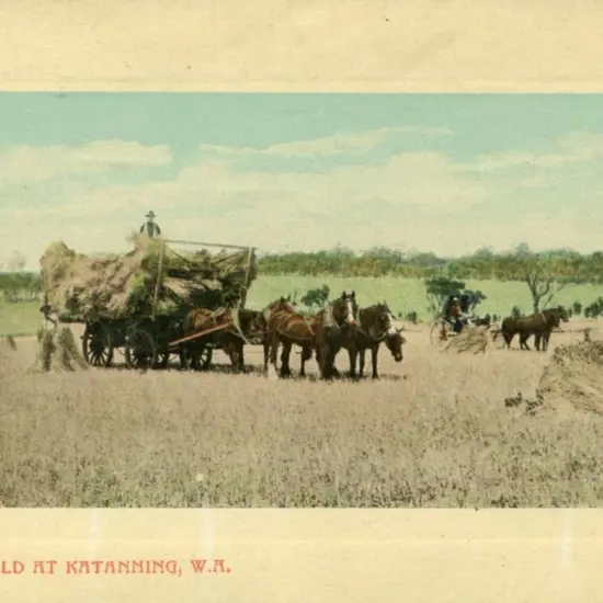 "Wheat Field at Katanning, W.A." framed colour ...