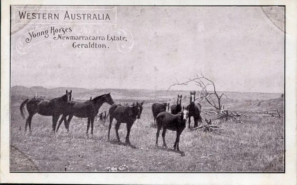 "Young Horses Newmarracarra Estate, Geraldton" ... Image 1++