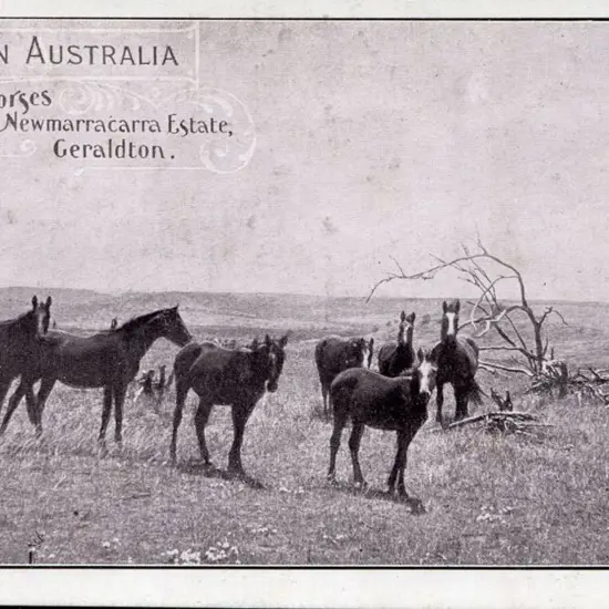 "Young Horses Newmarracarra Estate, Geraldton" ...