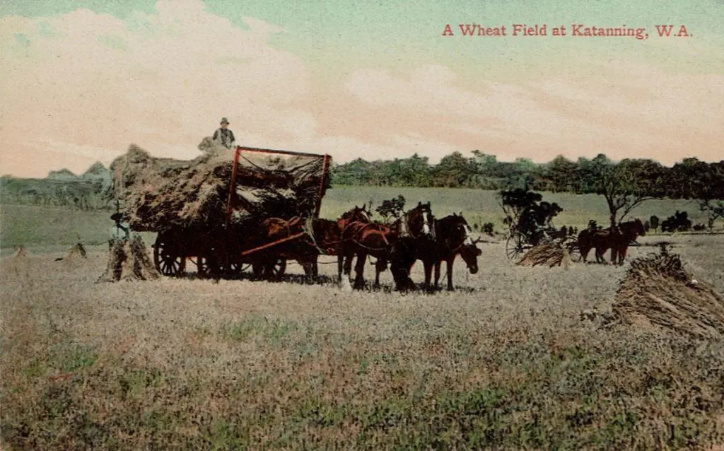 "A Wheat Field at Katanning, WA" Falk c1910 in ... Image 1++