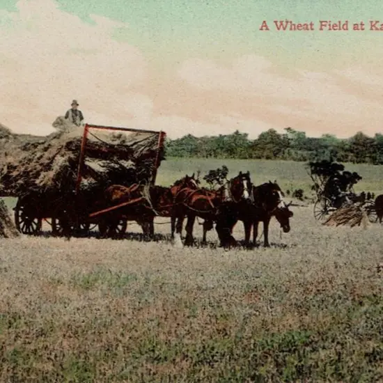 "A Wheat Field at Katanning, WA" Falk c1910 in ...
