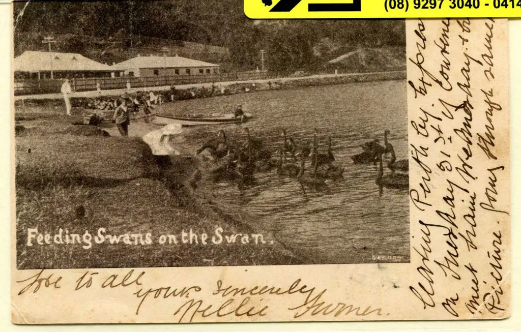 "Feeding Swans on the Swan" b&w early card with ... Image 1++