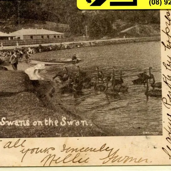 "Feeding Swans on the Swan" b&w early card with ...