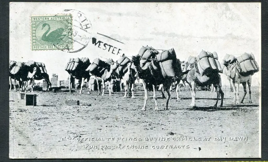 "Govt Official Testing & Buying Camels at Day Dawn ... Image 1++