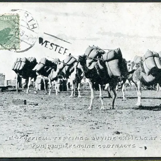 "Govt Official Testing & Buying Camels at Day Dawn ...