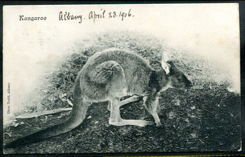 "Kangaroo" b&w published by Thos Todd, Albany. ... Image 1++