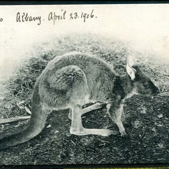 "Kangaroo" b&w published by Thos Todd, Albany. ...