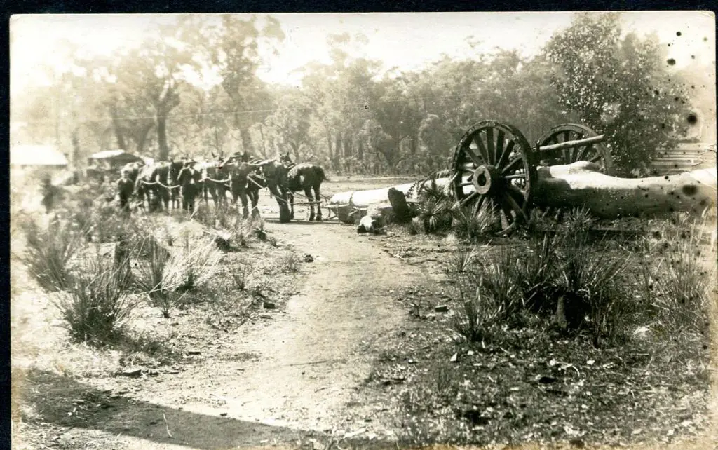 Horse team hauling large log to Jarrahdale saw ... Image 1++