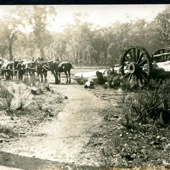 Horse team hauling large log to Jarrahdale saw ...