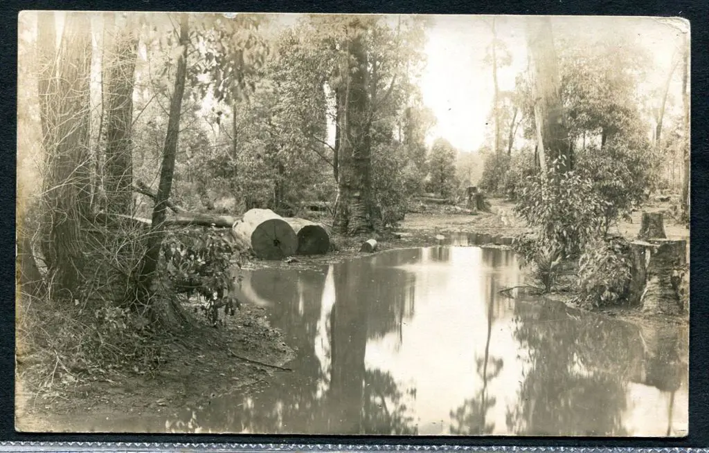 Logs by mill pond in Jarrahdale on b&w Kodak card. ... Image 1++