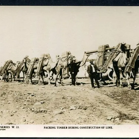 "Packing Timber During Construction of Line" b&w ...