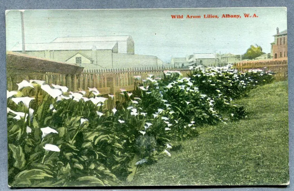 "Wild Arum Lilies, Albany, W.A." colour card with ... Image 1++
