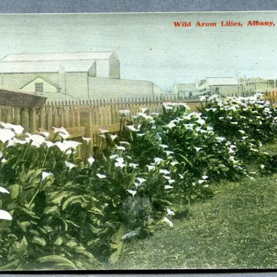 "Wild Arum Lilies, Albany, W.A." colour card with ...