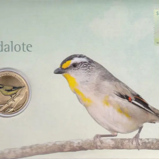 2013 (11th May) Aust Striated Pardalote with ...